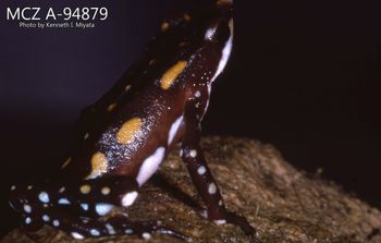 Media type: image;   Herpetology A-94879 Description: Photo of animal in life, taken in the field by Dr. Kenneth Ichiro Miyata. A slide of the photo was scanned in 2012 by Melissa Wooley.;  Aspect: lateral